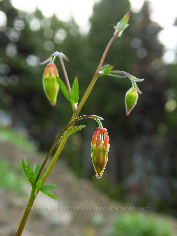 western columbine, budding (Aquilegia formosa) [Heather Park Trail, Olympic National Park, Clallam County, Washington]