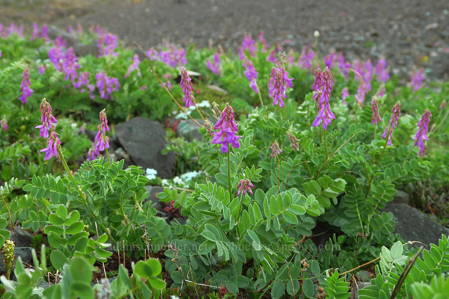 western sweet-vetch (Hedysarum occidentale) [Heather Park Trail, Olympic National Park, Clallam County, Washington]
