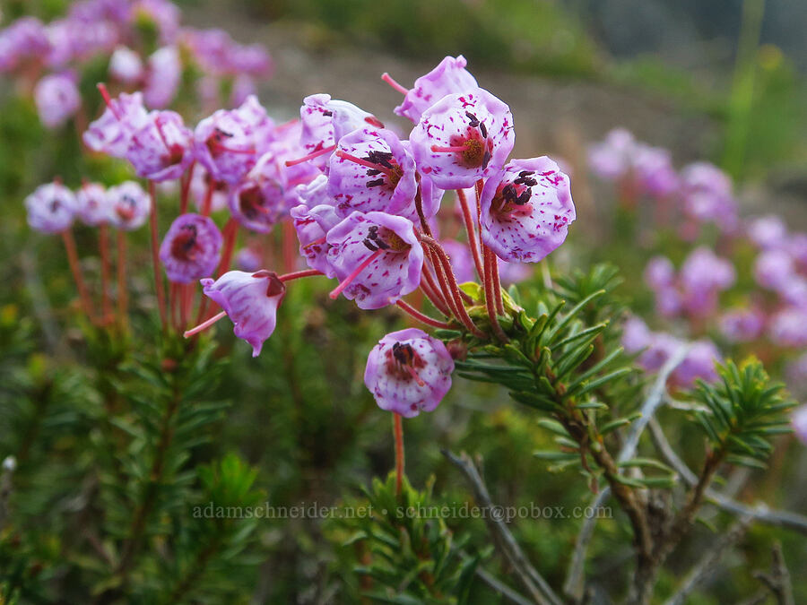 speckled pink mountain heather (Phyllodoce empetriformis) [Heather Park Trail, Olympic National Park, Clallam County, Washington]