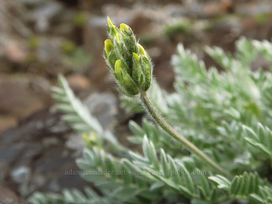 yellow locoweed (Oxytropis campestris var. spicata (Oxytropis monticola)) [Heather Park Trail, Olympic National Park, Clallam County, Washington]