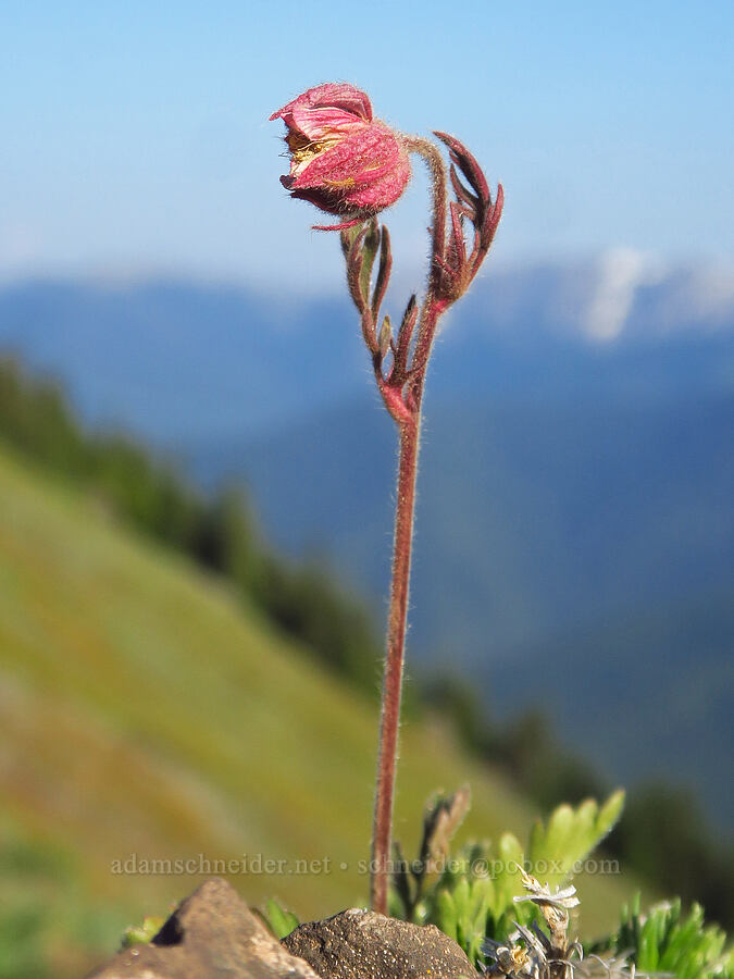 prairie smoke (Geum triflorum) [Klahhane Ridge Trail, Olympic National Park, Clallam County, Washington]