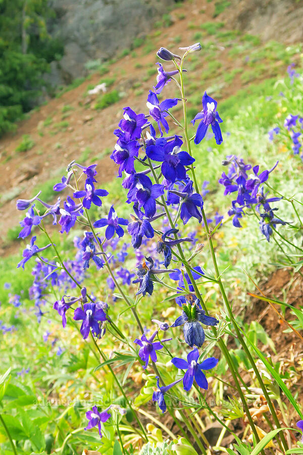 Olympic larkspur (Delphinium glareosum) [Switchback Trail, Olympic National Park, Clallam County, Washington]