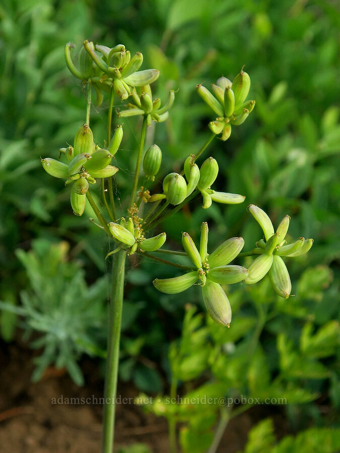 fern-leaf desert parsley, going to seed (Lomatium dissectum var. dissectum) [Switchback Trail, Olympic National Park, Clallam County, Washington]