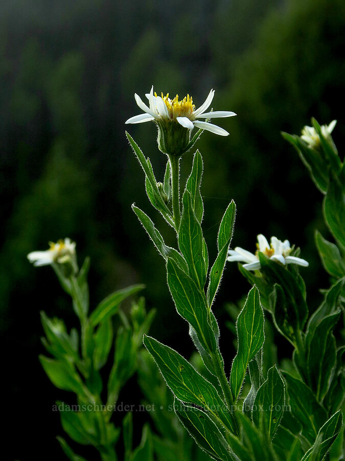 Olympic asters (Doellingeria paucicapitata (Eucephalus paucicapitatus) (Aster paucicapitatus)) [Switchback Trail, Olympic National Park, Clallam County, Washington]