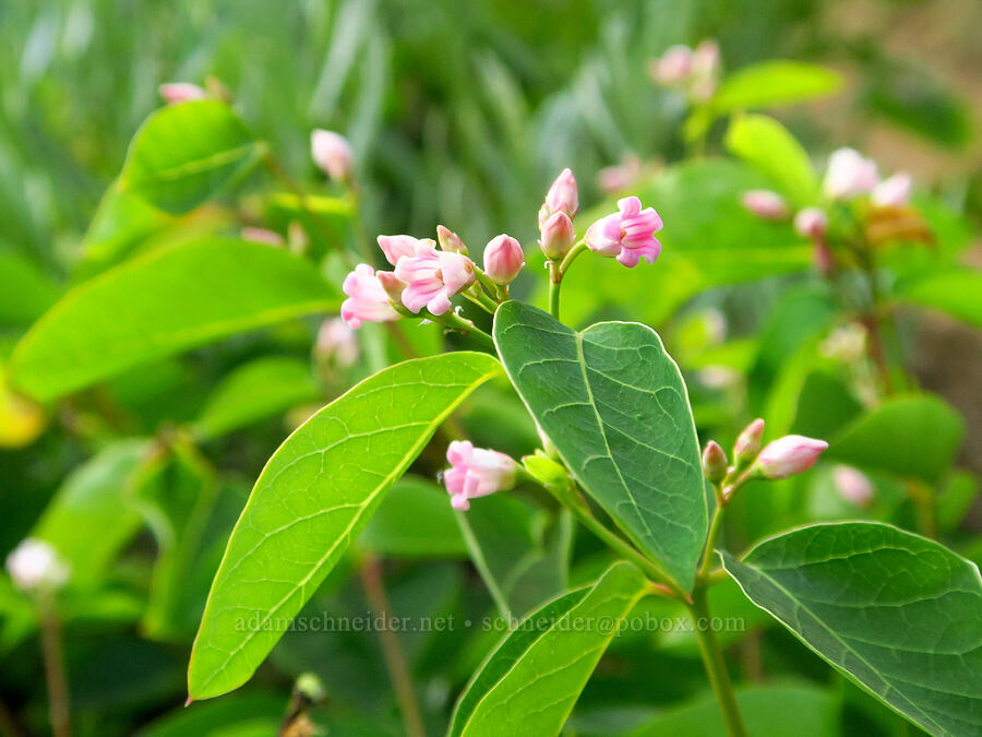 spreading dogbane (Apocynum androsaemifolium) [Switchback Trail, Olympic National Park, Clallam County, Washington]