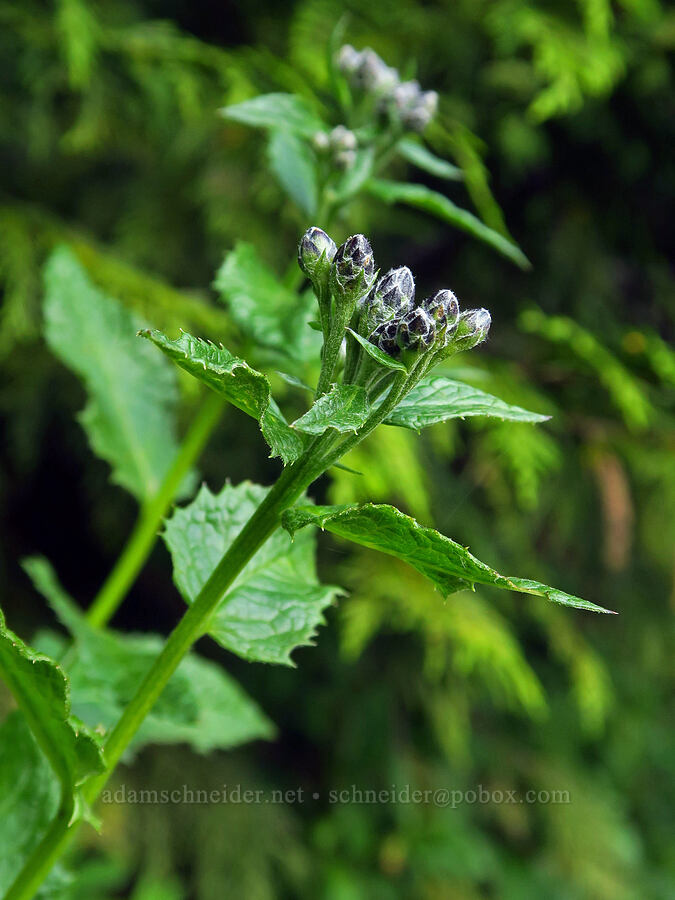 American saw-wort, budding (Saussurea americana) [Switchback Trail, Olympic National Park, Clallam County, Washington]