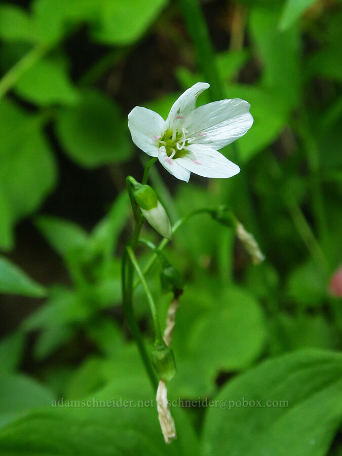 heart-leaf spring-beauty (Claytonia cordifolia (Montia cordifolia)) [Switchback Trail, Olympic National Park, Clallam County, Washington]