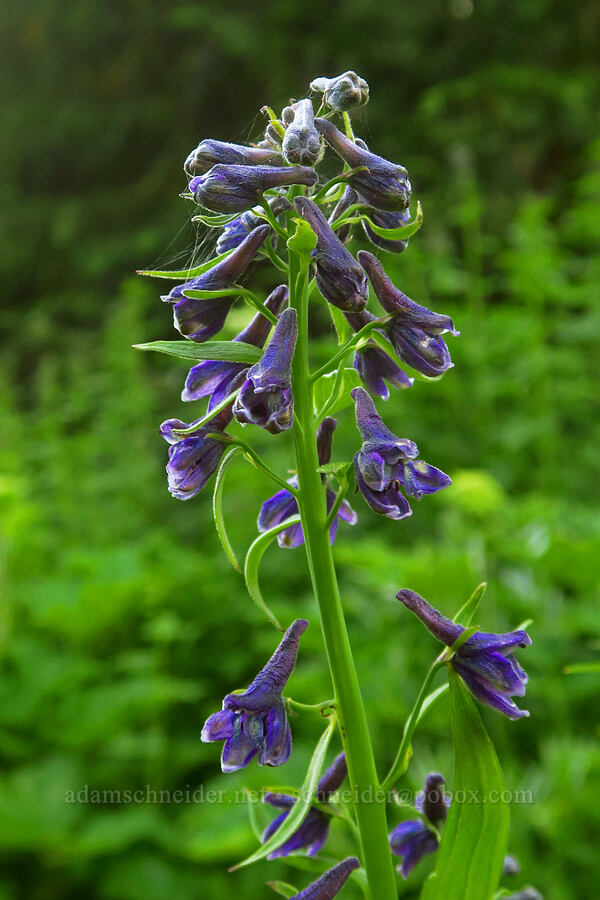 Sierra larkspur (Delphinium glaucum) [Switchback Trail, Olympic National Park, Clallam County, Washington]