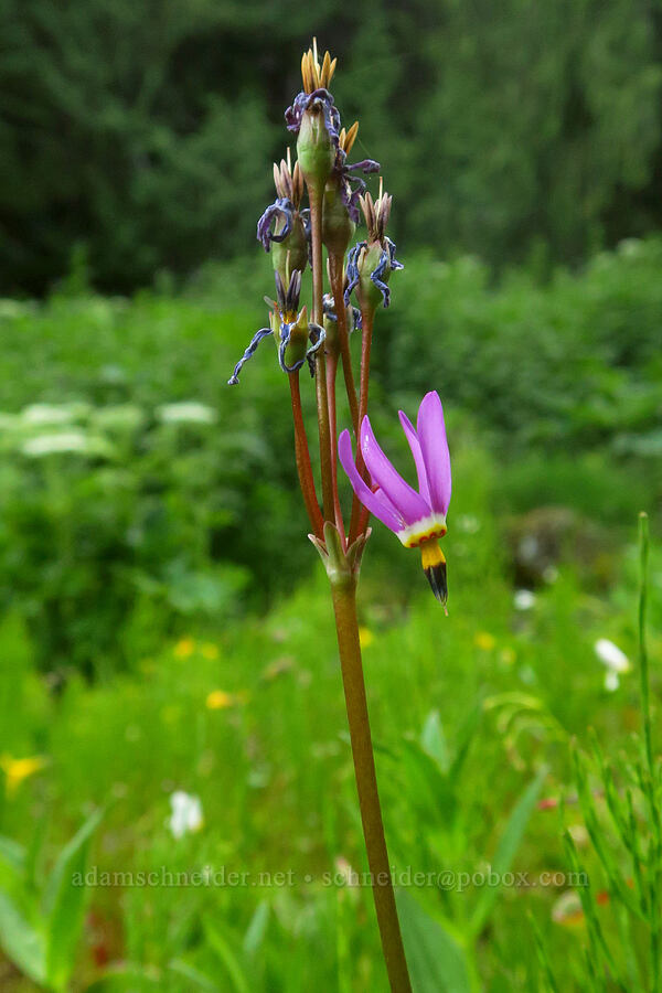 Alaskan shooting-star (Dodecatheon pulchellum var. macrocarpum (Primula pauciflora var. macrocarpa)) [Switchback Trail, Olympic National Park, Clallam County, Washington]