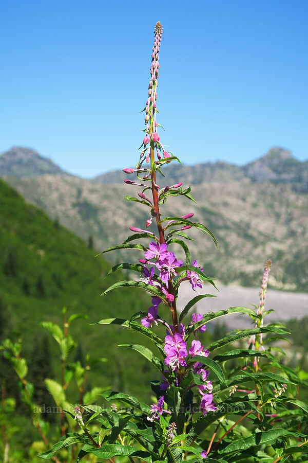 fireweed (Chamerion angustifolium (Epilobium angustifolium)) [Harmony Viewpoint, Mt. St. Helens National Volcanic Monument, Skamania County, Washington]