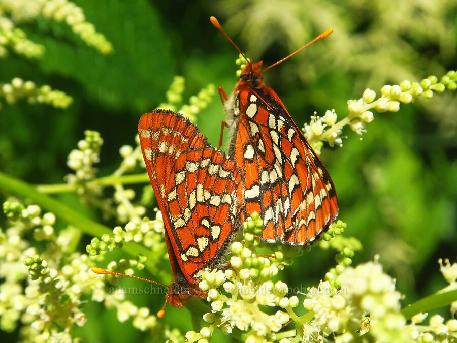 mating checkerspot butterflies on goat's-beard (Euphydryas sp., Aruncus dioicus (Aruncus sylvester)) [Truman Trail, Mt. St. Helens National Volcanic Monument, Skamania County, Washington]
