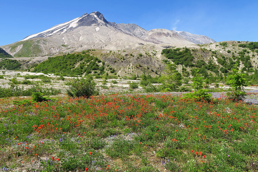 scarlet paintbrush & Mount St. Helens (Castilleja miniata) [Truman Trail, Mt. St. Helens National Volcanic Monument, Skamania County, Washington]