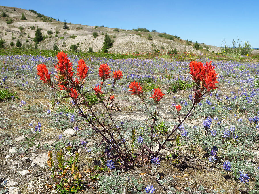 paintbrush & lupines (Castilleja miniata, Lupinus lepidus var. lobbii) [Truman Trail, Mt. St. Helens National Volcanic Monument, Skamania County, Washington]