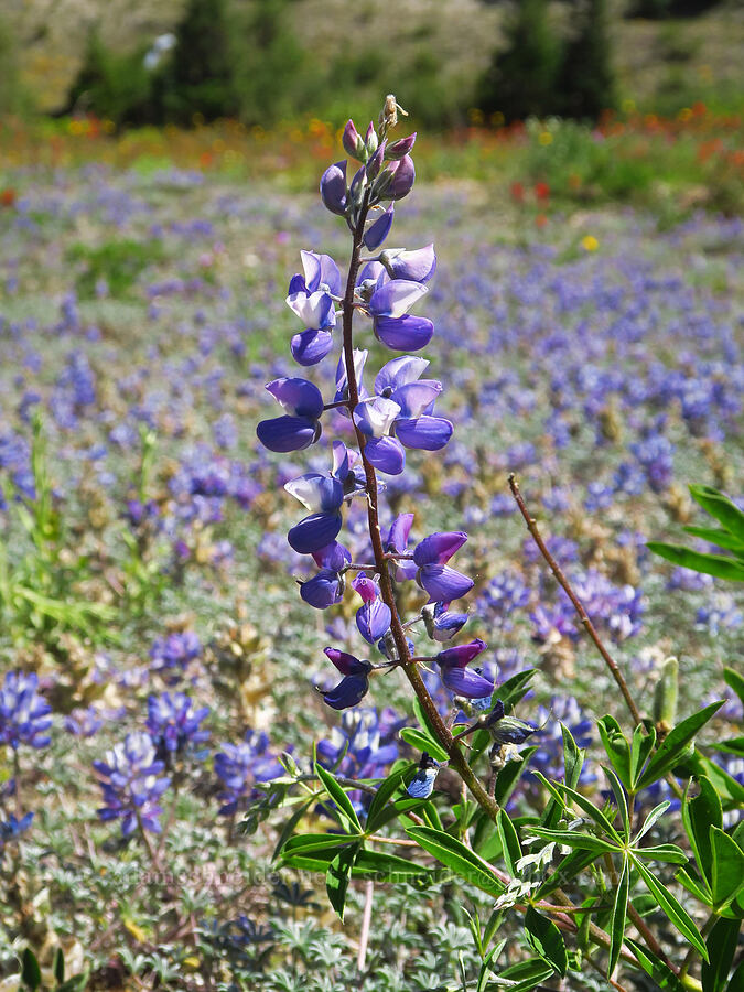 non-dwarf lupine (Lupinus latifolius) [Truman Trail, Mt. St. Helens National Volcanic Monument, Skamania County, Washington]