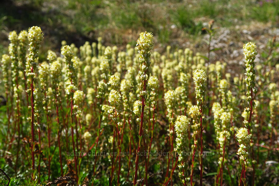 partridgefoot (Luetkea pectinata) [Windy Trail, Mt. St. Helens National Volcanic Monument, Skamania County, Washington]