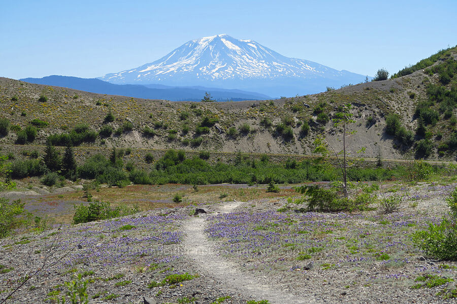 Mount Adams [Windy Trail, Mt. St. Helens National Volcanic Monument, Skamania County, Washington]