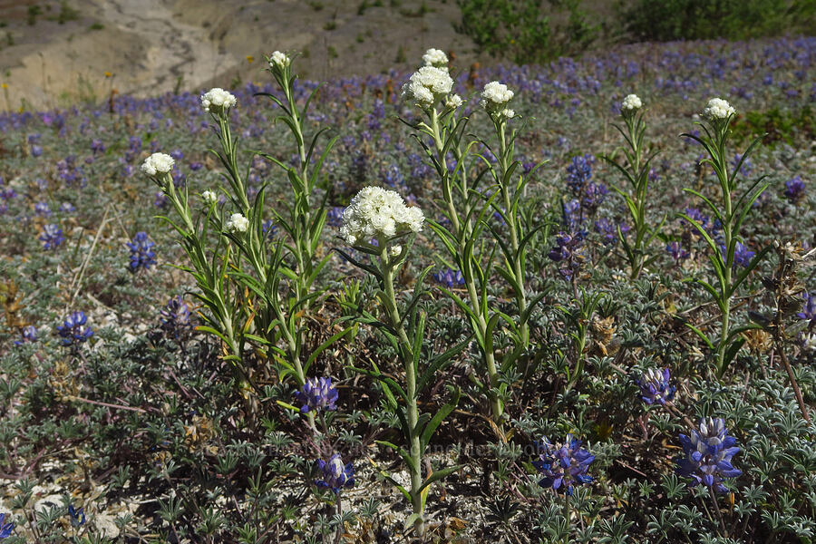 pearly everlasting & dwarf lupines (Anaphalis margaritacea, Lupinus lepidus var. lobbii) [Windy Trail, Mt. St. Helens National Volcanic Monument, Skamania County, Washington]