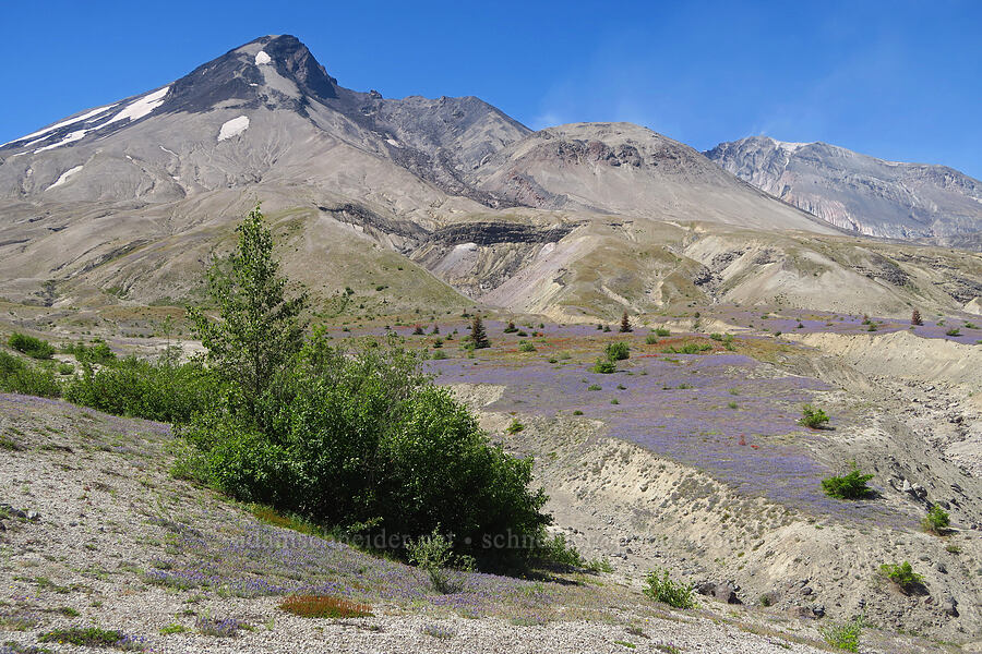 dwarf lupines & Mt. St. Helens (Lupinus lepidus var. lobbii) [Windy Trail, Mt. St. Helens National Volcanic Monument, Skamania County, Washington]