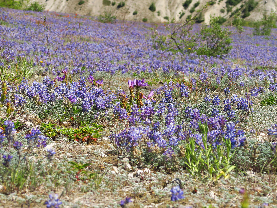 lupines & penstemon (Lupinus lepidus var. lobbii, Penstemon cardwellii) [Windy Trail, Mt. St. Helens National Volcanic Monument, Skamania County, Washington]