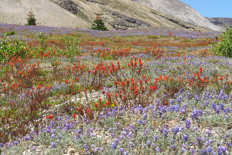 paintbrush & lupines (Castilleja miniata, Lupinus lepidus var. lobbii) [Windy Trail, Mt. St. Helens National Volcanic Monument, Skamania County, Washington]