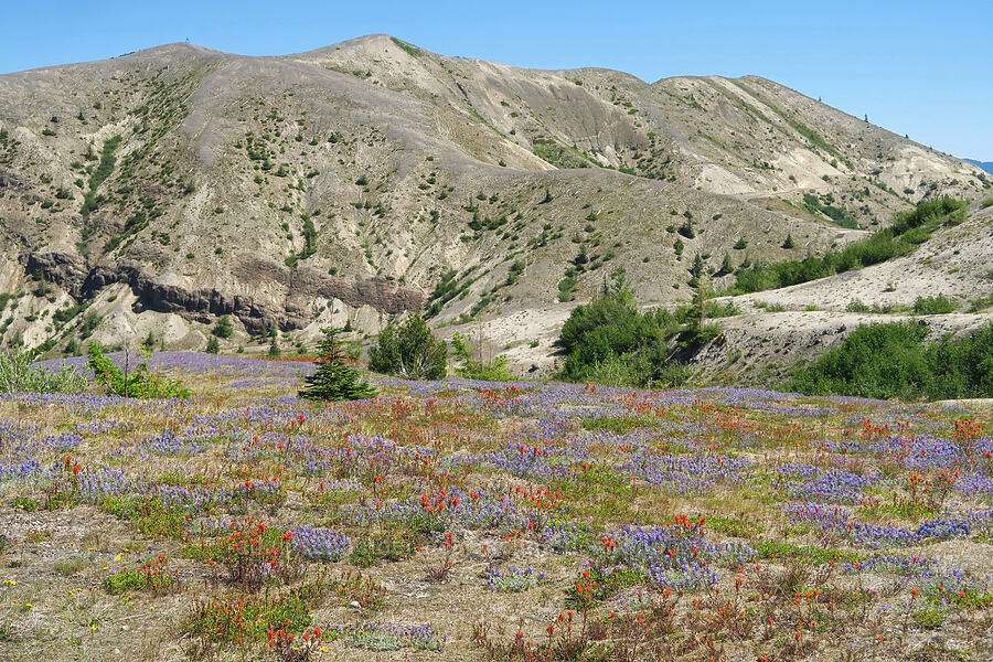 paintbrush & lupines (Castilleja miniata, Lupinus lepidus var. lobbii) [Windy Trail, Mt. St. Helens National Volcanic Monument, Skamania County, Washington]