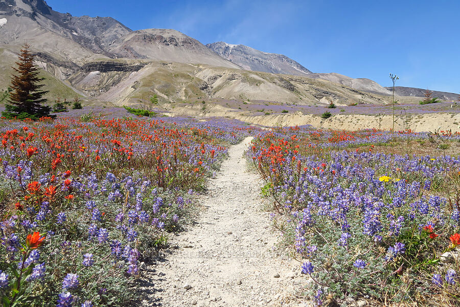 lupines & paintbrush (Lupinus lepidus var. lobbii, Castilleja miniata) [Windy Trail, Mt. St. Helens National Volcanic Monument, Skamania County, Washington]