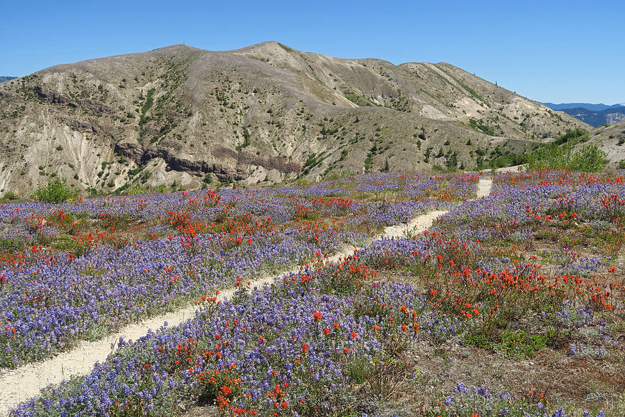lupines & paintbrush (Lupinus lepidus var. lobbii, Castilleja miniata) [Windy Trail, Mt. St. Helens National Volcanic Monument, Skamania County, Washington]