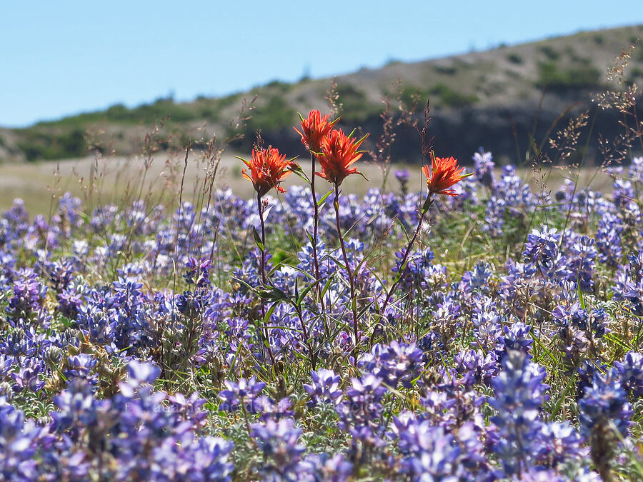 paintbrush & lupines (Castilleja miniata, Lupinus lepidus var. lobbii) [Windy Trail, Mt. St. Helens National Volcanic Monument, Skamania County, Washington]