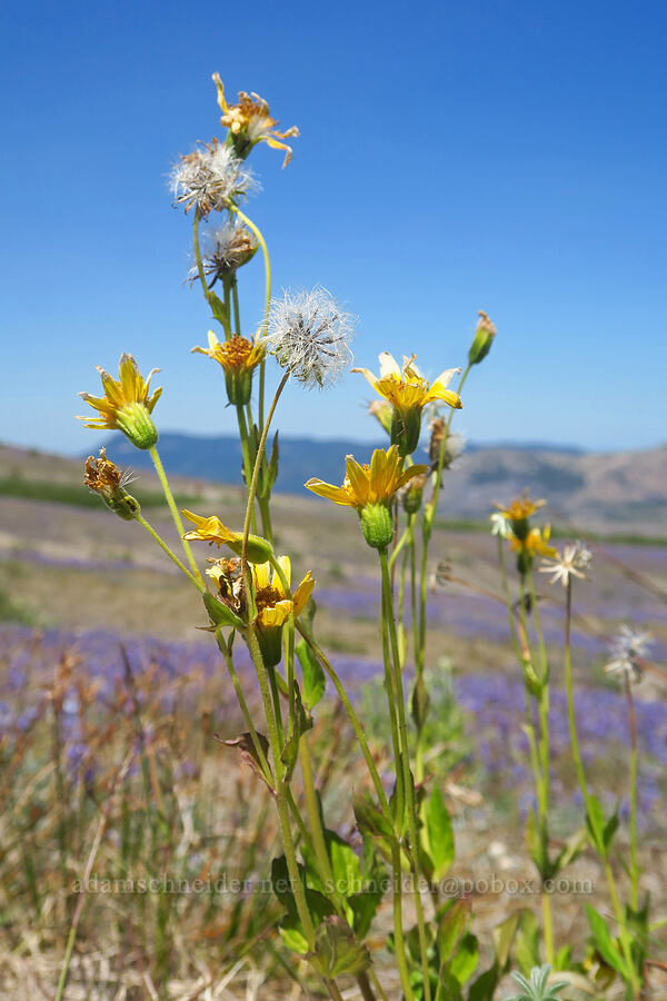 broad-leaf arnica (Arnica latifolia) [Loowit Trail, Mt. St. Helens National Volcanic Monument, Skamania County, Washington]