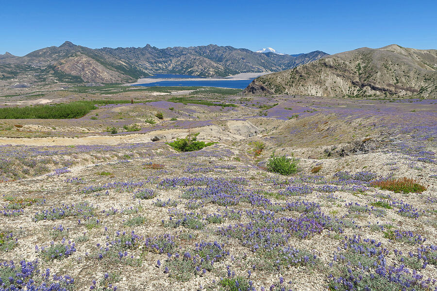 Spirit Lake & lupines (Lupinus lepidus var. lobbii) [Loowit Trail, Mt. St. Helens National Volcanic Monument, Skamania County, Washington]