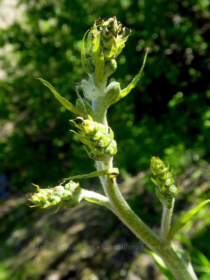 corn lily, budding (Veratrum viride var. eschscholtzianum (Veratrum eschscholtzii)) [Loowit Trail, Mt. St. Helens National Volcanic Monument, Skamania County, Washington]
