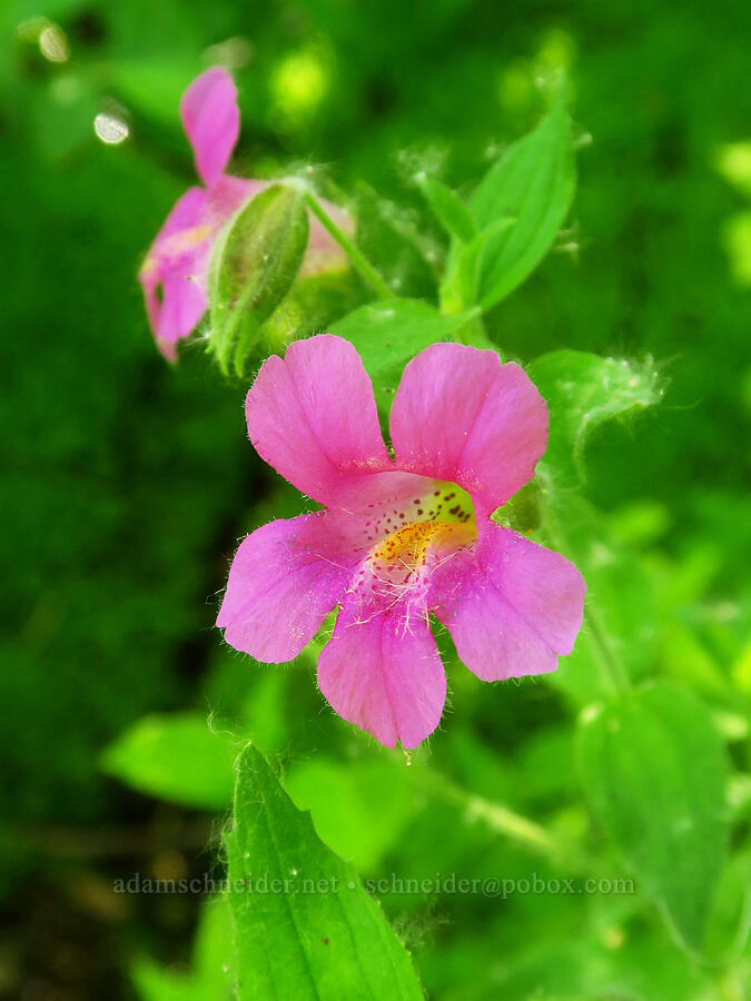 Lewis' monkeyflower (Erythranthe lewisii (Mimulus lewisii)) [Loowit Trail, Mt. St. Helens National Volcanic Monument, Skamania County, Washington]