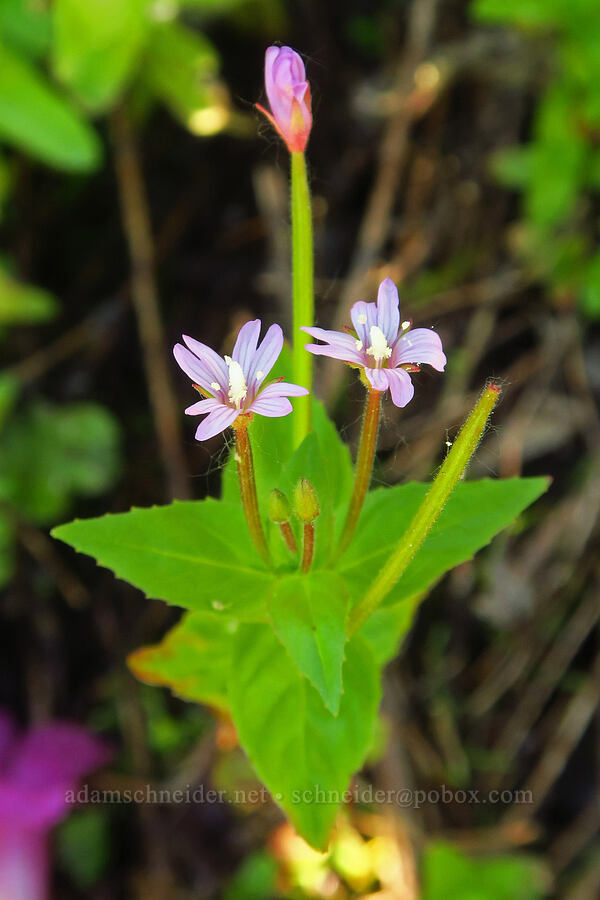 willow-herb (Epilobium ciliatum) [Loowit Trail, Mt. St. Helens National Volcanic Monument, Skamania County, Washington]