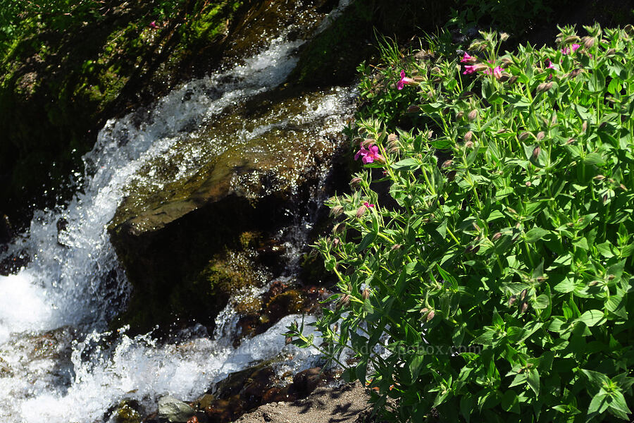 Lewis' monkeyflower at a spring (Erythranthe lewisii (Mimulus lewisii)) [Loowit Trail, Mt. St. Helens National Volcanic Monument, Skamania County, Washington]