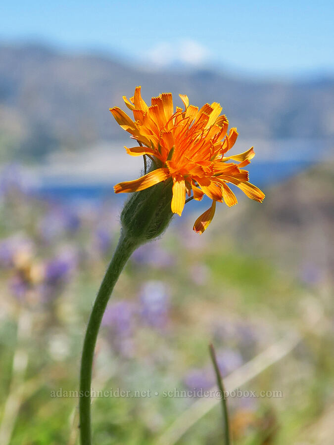 orange agoseris (Agoseris aurantiaca) [Loowit Trail, Mt. St. Helens National Volcanic Monument, Skamania County, Washington]