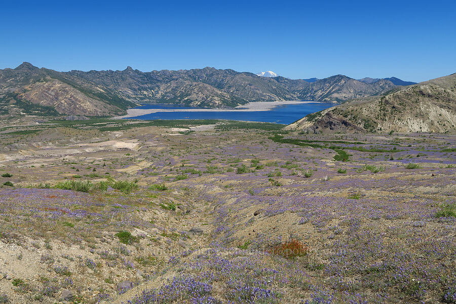 Spirit Lake & lupines (Lupinus lepidus var. lobbii) [Loowit Trail, Mt. St. Helens National Volcanic Monument, Skamania County, Washington]