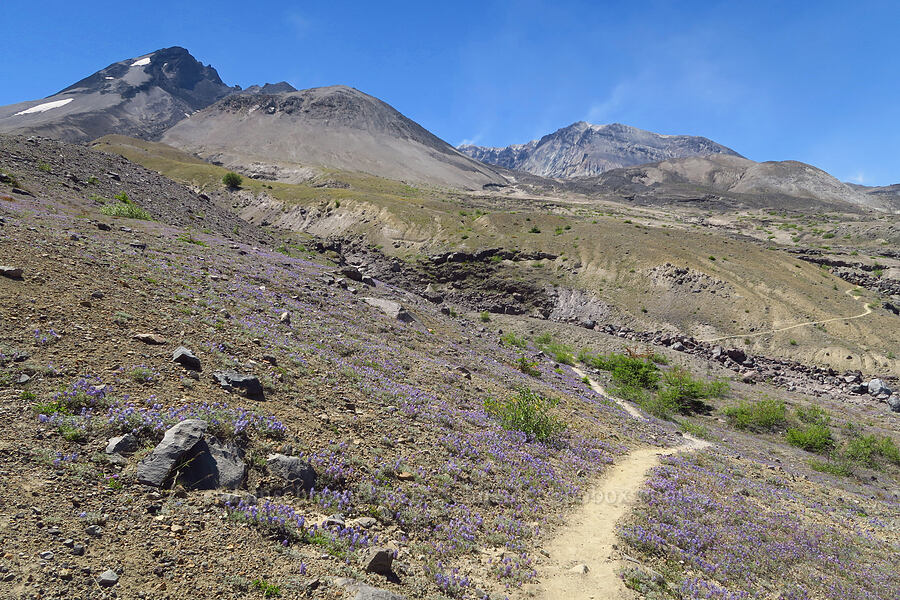 dwarf lupines & Mt. St. Helens (Lupinus lepidus var. lobbii) [Loowit Trail, Mt. St. Helens National Volcanic Monument, Skamania County, Washington]