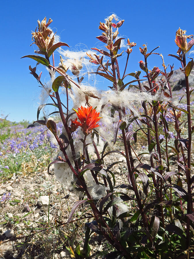 paintbrush & mountain goat fur (Castilleja miniata, Oreamnos americanus) [Loowit Trail, Mt. St. Helens National Volcanic Monument, Skamania County, Washington]