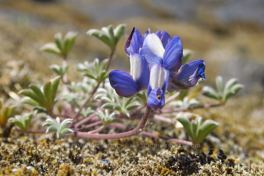 dwarf lupine (Lupinus lepidus var. lobbii) [Sasquatch Steps, Mt. St. Helens National Volcanic Monument, Skamania County, Washington]