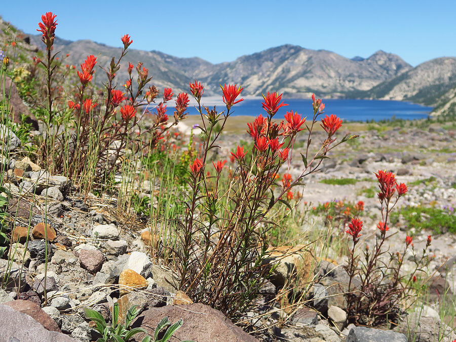 scarlet paintbrush (Castilleja miniata) [Willow Springs Trail, Mt. St. Helens National Volcanic Monument, Skamania County, Washington]