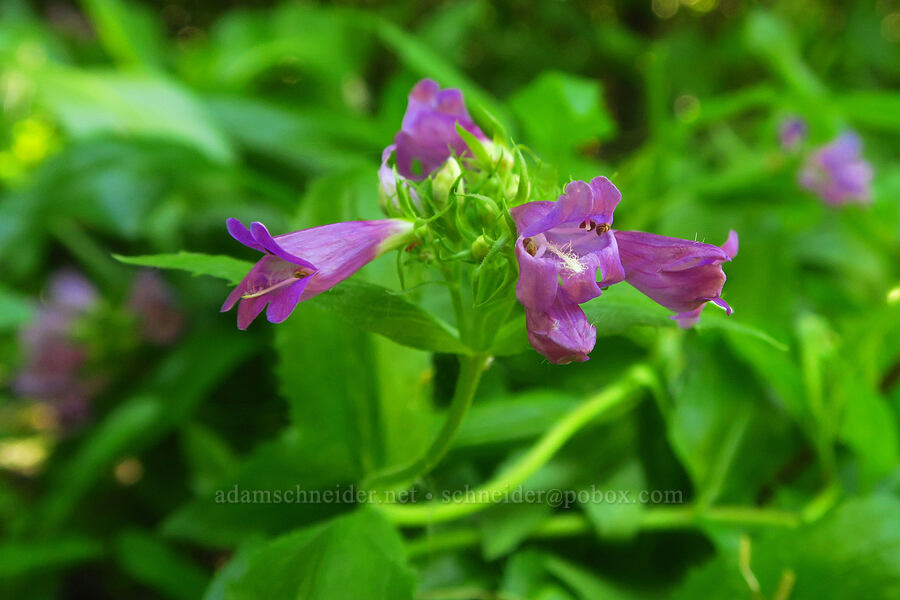 Cascade penstemon (Penstemon serrulatus) [Truman Trail, Mt. St. Helens National Volcanic Monument, Skamania County, Washington]
