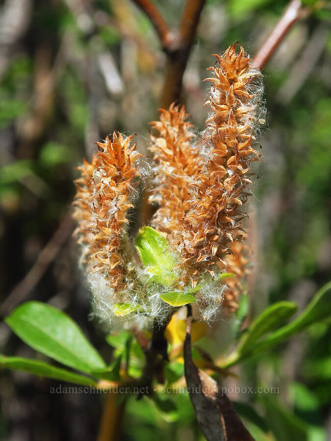 Sitka willow catkins (Salix sitchensis) [Truman Trail, Mt. St. Helens National Volcanic Monument, Skamania County, Washington]