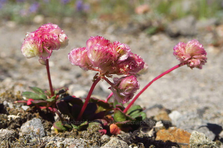 pussy-paws (Calyptridium umbellatum (Cistanthe umbellata)) [Truman Trail, Mt. St. Helens National Volcanic Monument, Skamania County, Washington]