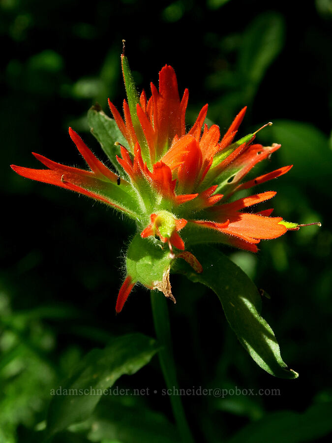 paintbrush (Castilleja sp.) [Truman Trail, Mt. St. Helens National Volcanic Monument, Skamania County, Washington]