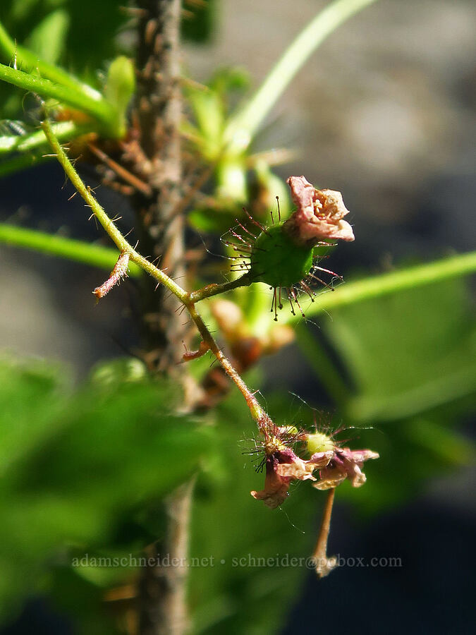 prickly currant (Ribes lacustre) [Truman Trail, Mt. St. Helens National Volcanic Monument, Skamania County, Washington]