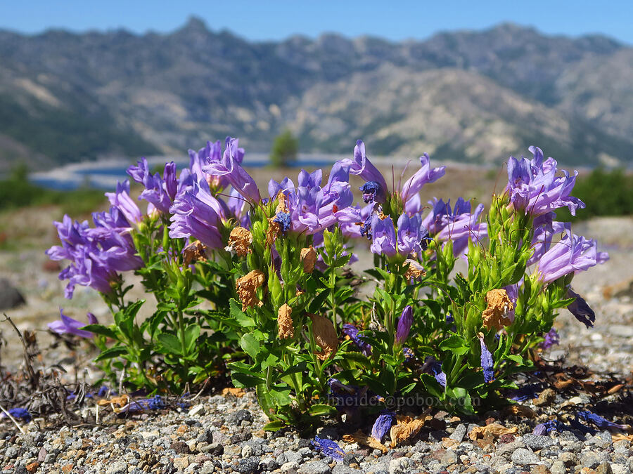 Cardwell's penstemon (Penstemon cardwellii) [Truman Trail, Mt. St. Helens National Volcanic Monument, Skamania County, Washington]