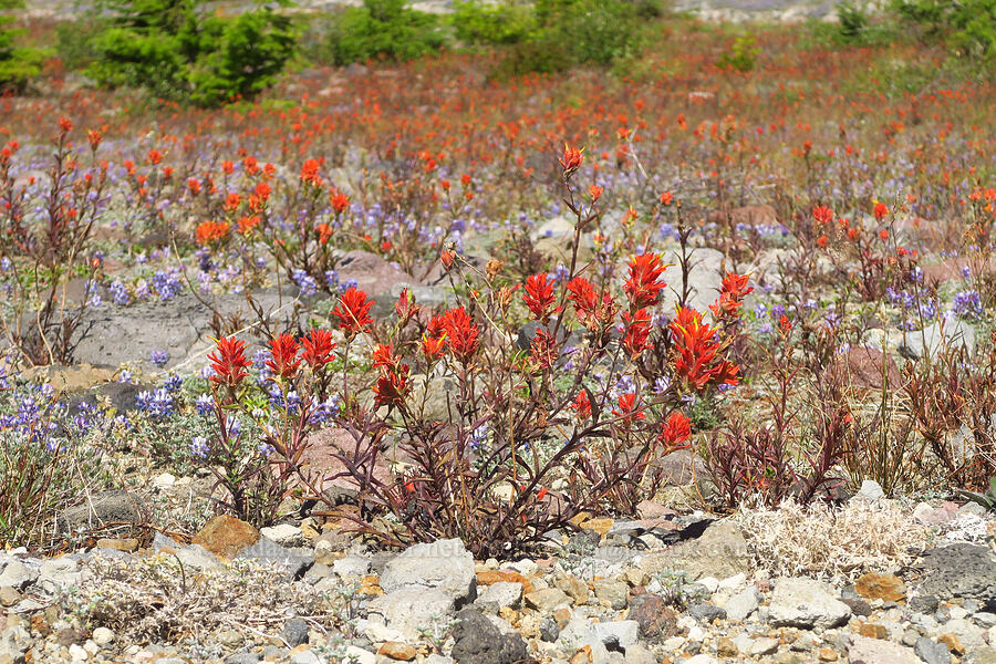 paintbrush & lupines (Castilleja miniata, Lupinus lepidus var. lobbii) [Truman Trail, Mt. St. Helens National Volcanic Monument, Skamania County, Washington]