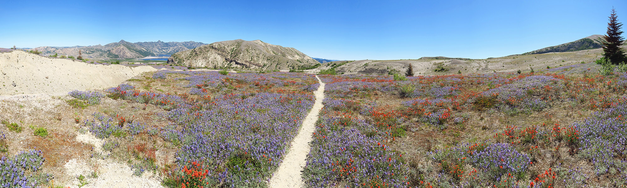 lupine & paintbrush panorama (Lupinus lepidus var. lobbii, Castilleja miniata) [Windy Trail, Mt. St. Helens National Volcanic Monument, Skamania County, Washington]