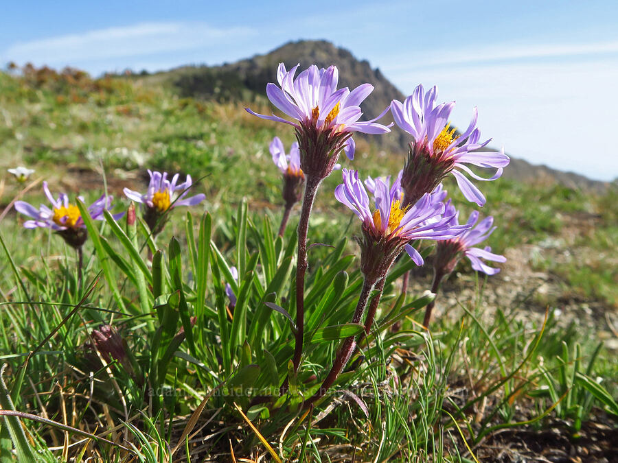 tundra asters (Oreostemma alpigenum (Aster alpigenus)) [Eagle Point Trail, Olympic National Park, Clallam County, Washington]