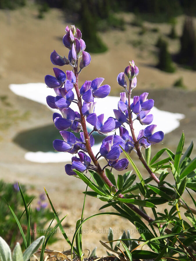 broad-leaf lupine (Lupinus latifolius) [Eagle Point Trail, Olympic National Park, Clallam County, Washington]